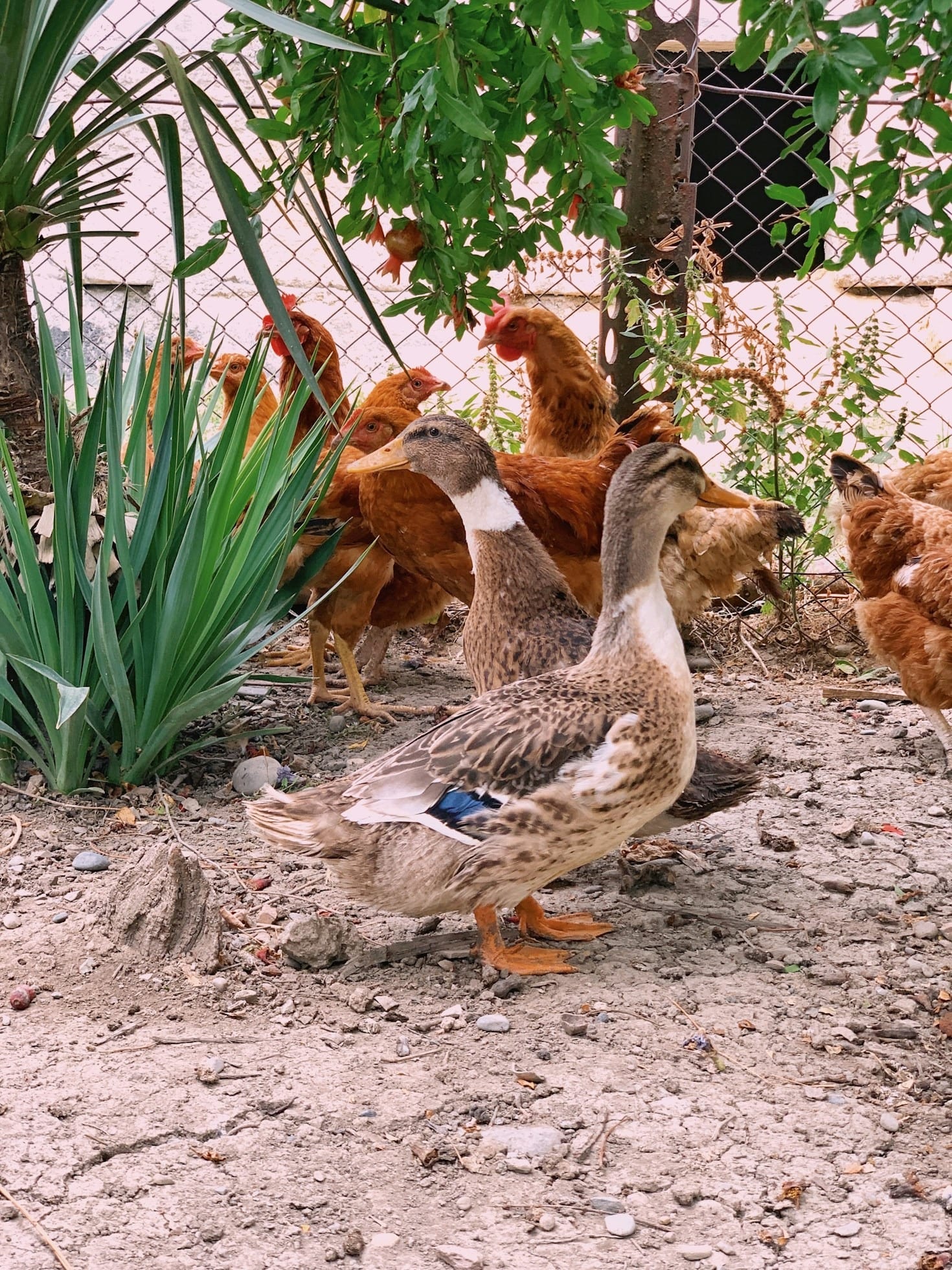 Por qué elegir carnes frescas de calidad